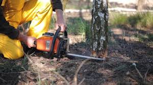 Best Hazardous Tree Removal  in Sebastopol, CA