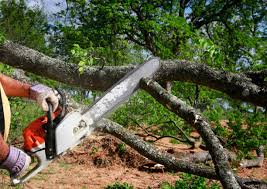  Sebastopol, CA Tree Services Pros