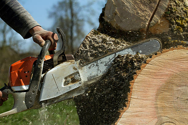 Best Fruit Tree Pruning  in Sebastopol, CA